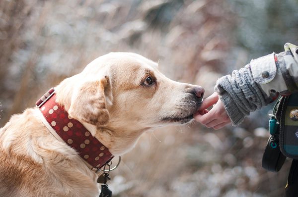 fun-and-interactive-games-to-play-with-your-dog-very-important-pets