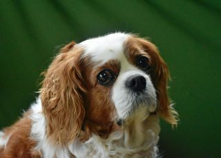 Cavalier king Charles spaniel 